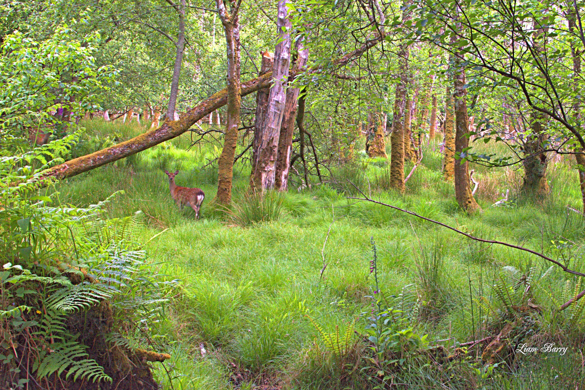 Deer in Killarney National Park LB 147